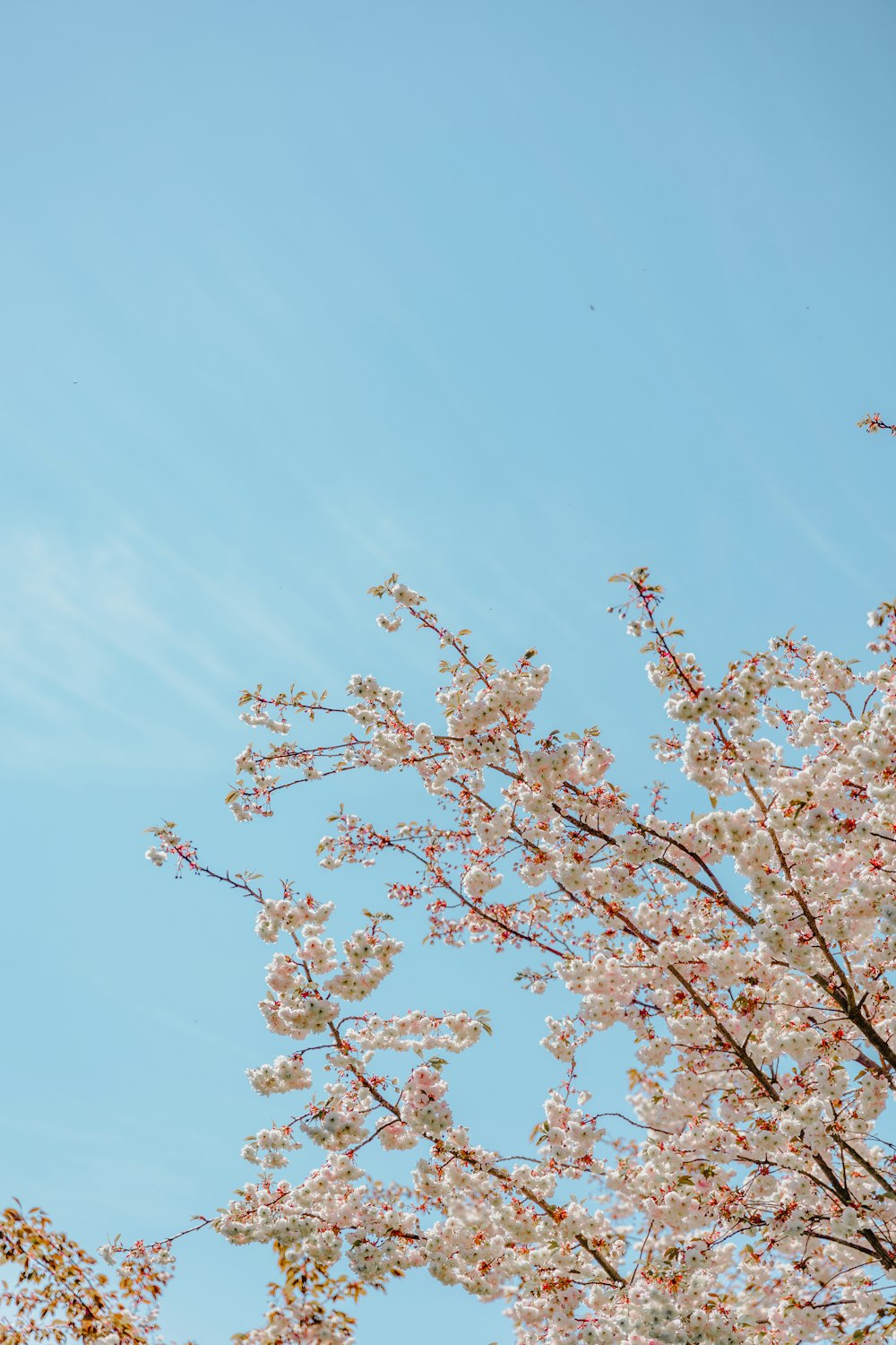 a tree with pink flowers in the foreground and a blue sky in the background