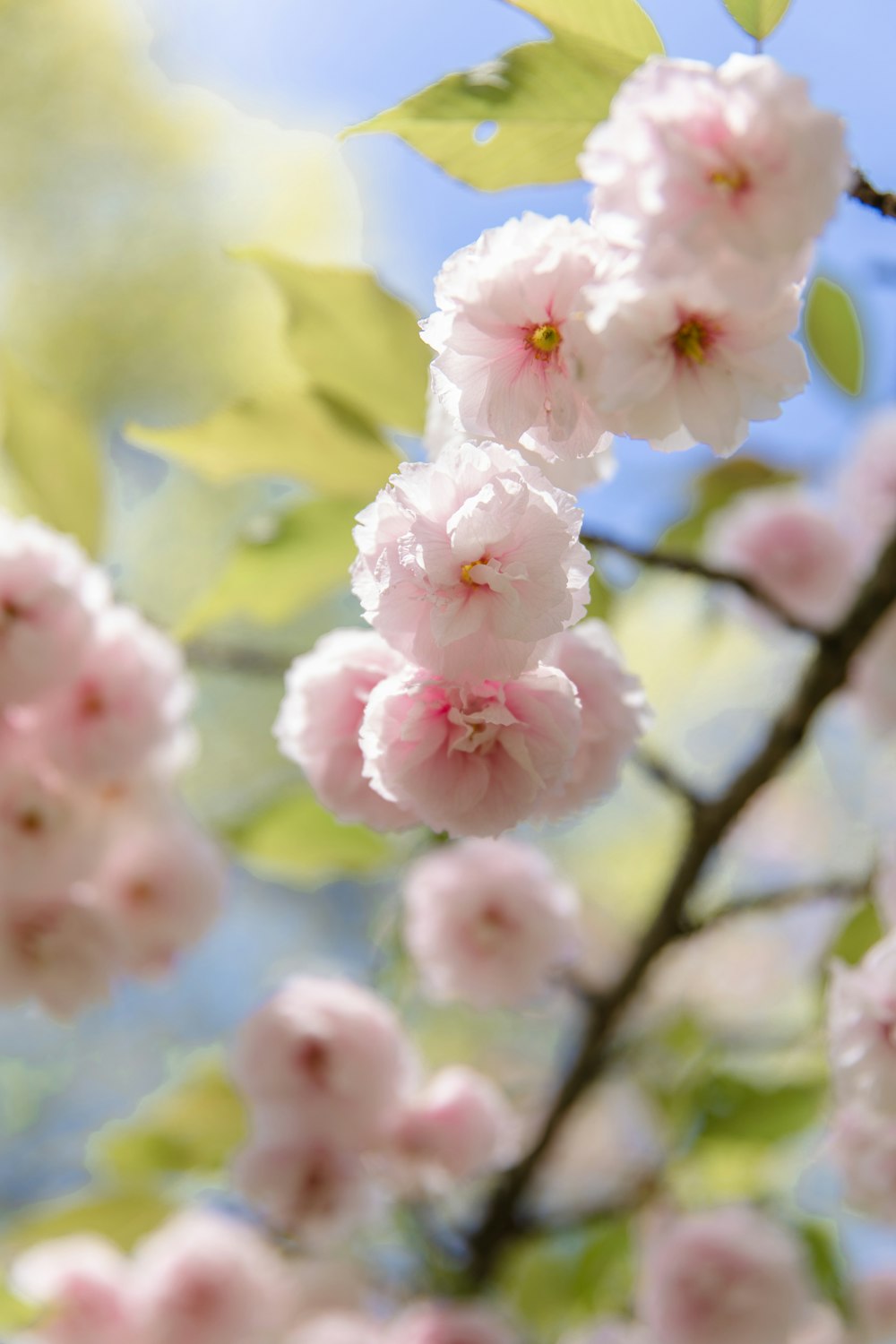 a close up of a tree with pink flowers