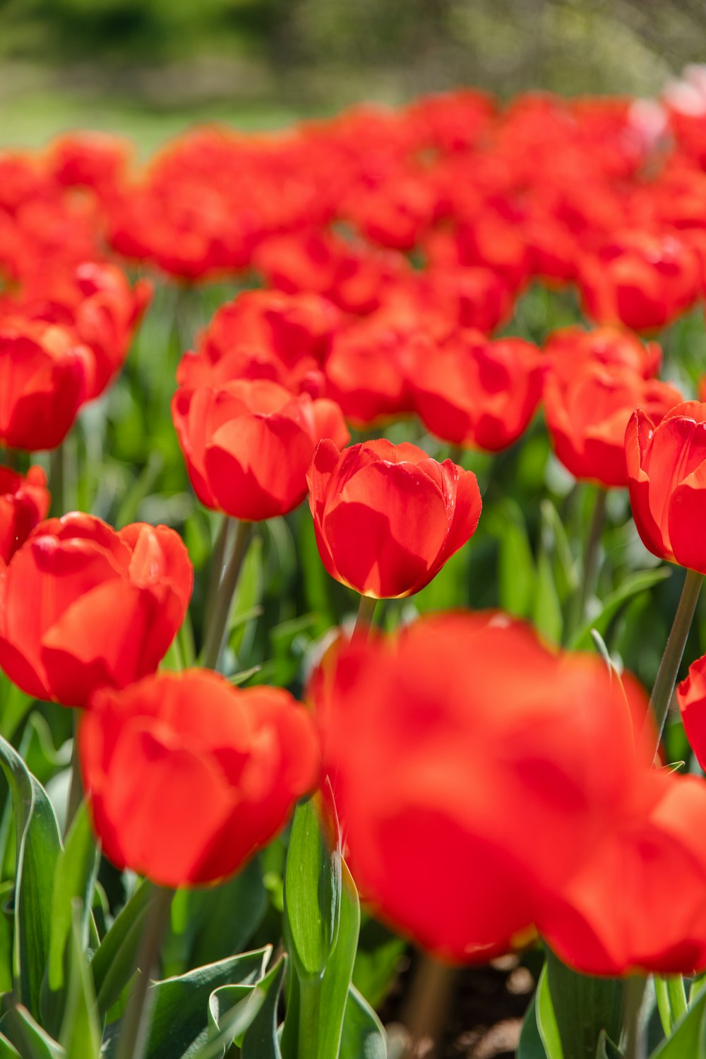 a field of red tulips with green leaves