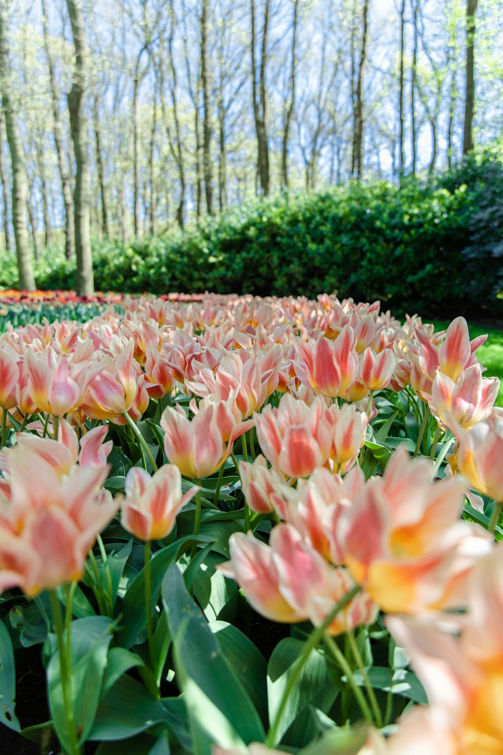 a field full of pink and yellow flowers