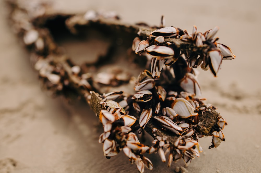 a close up of a piece of food on a table