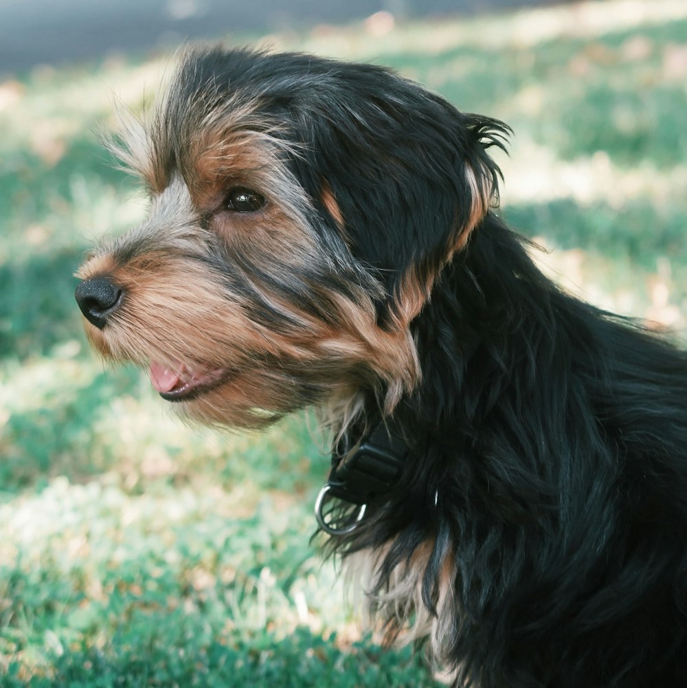 a black and brown dog sitting on top of a lush green field