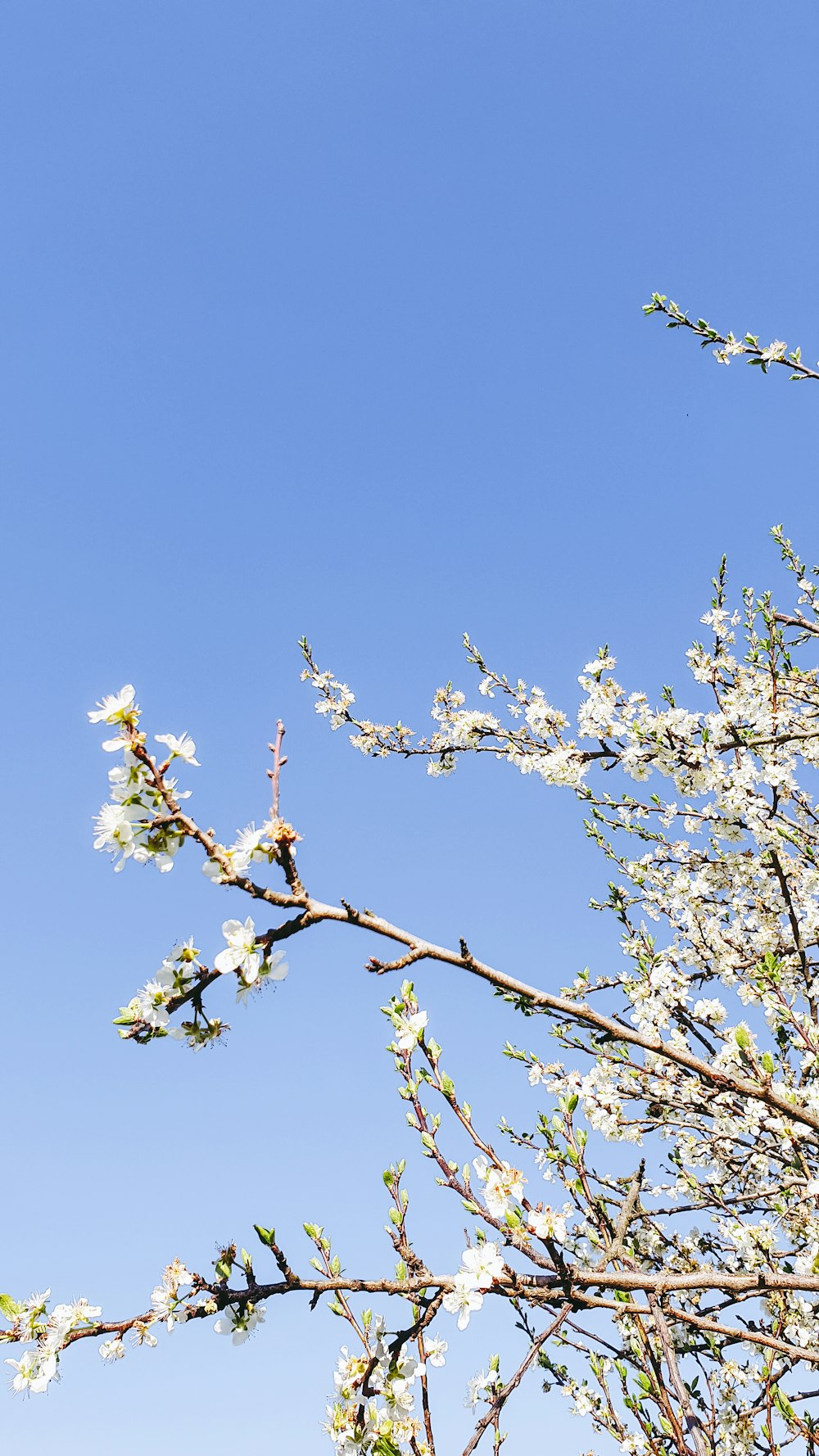 a bird sitting on a branch of a tree