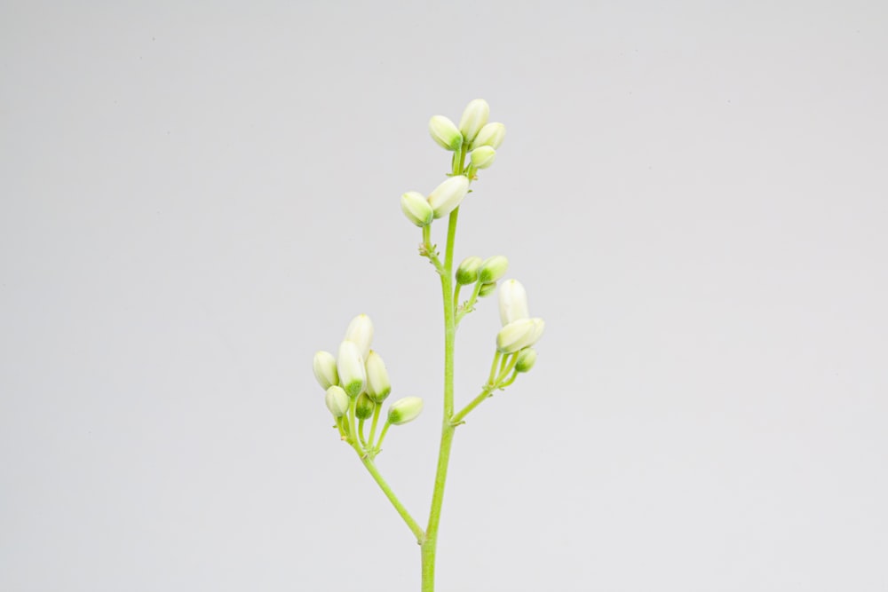 꽃병에 흰 꽃이있는 식물