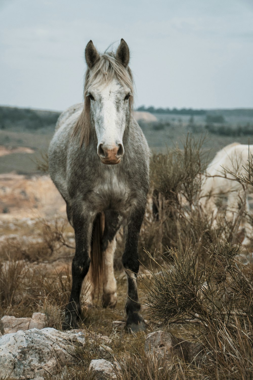 un cheval debout au sommet d’un champ couvert d’herbe sèche