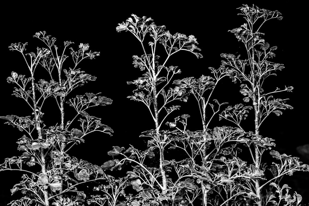 a black and white photo of a plant