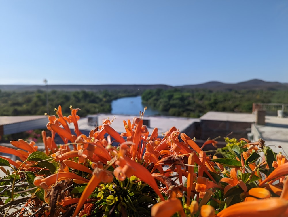 a plant with bright orange flowers in the foreground