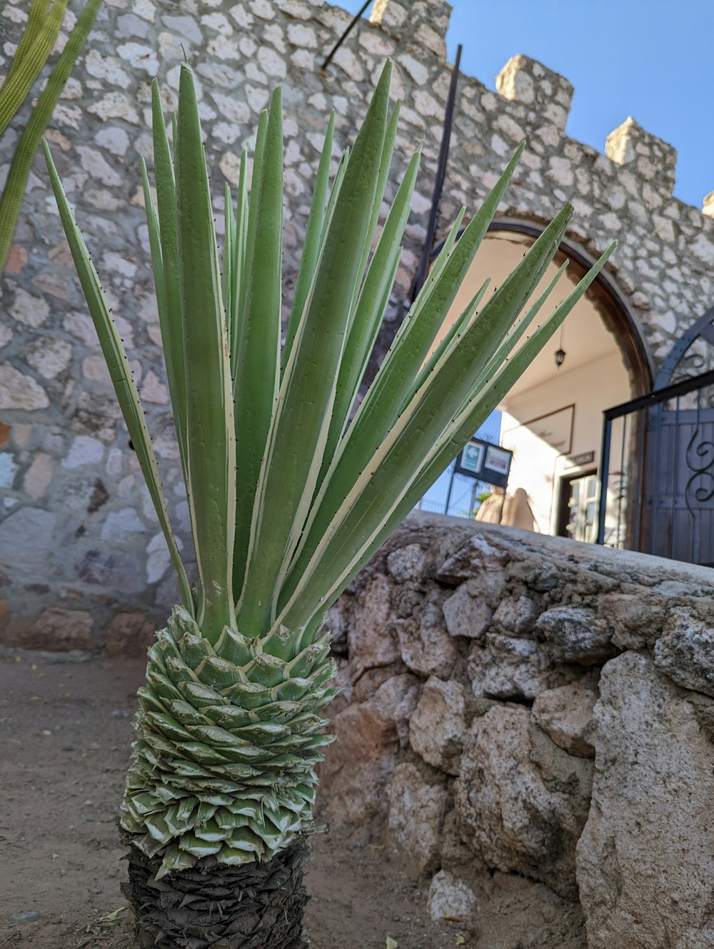 a large green plant sitting next to a stone wall