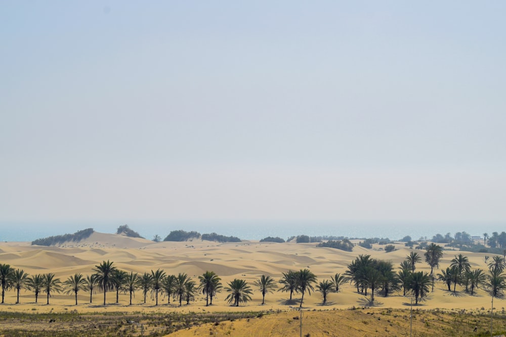 a desert landscape with palm trees and sand dunes