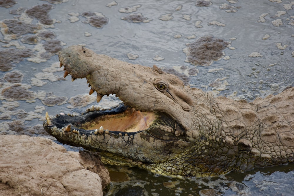 a large alligator is in the water with its mouth open