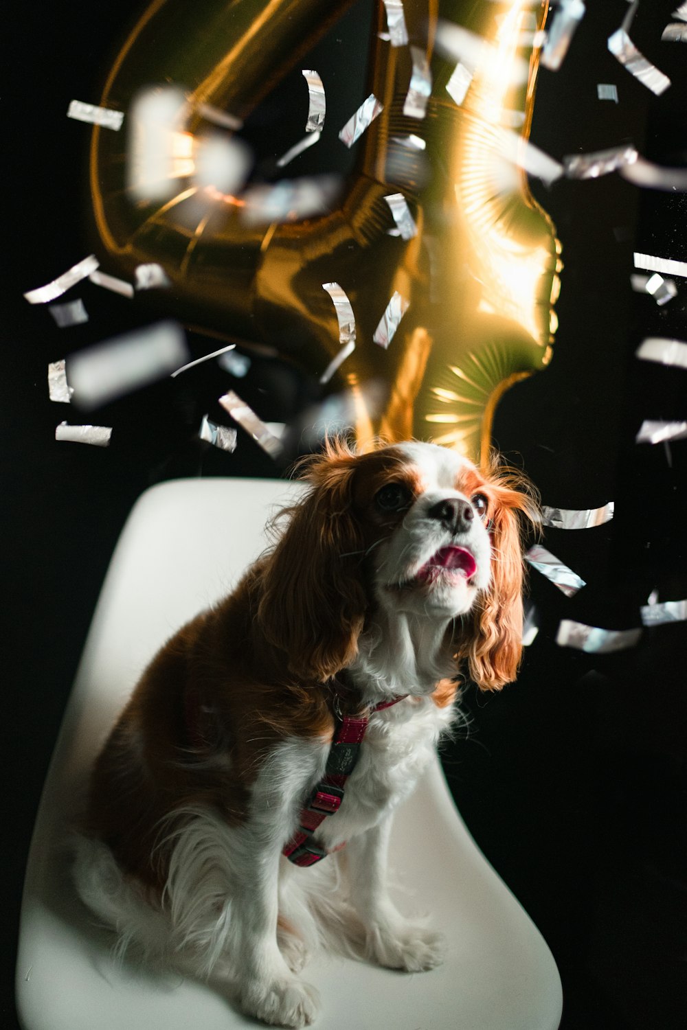 a brown and white dog sitting on top of a white chair