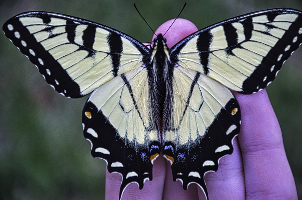 a butterfly that is sitting on someone's hand