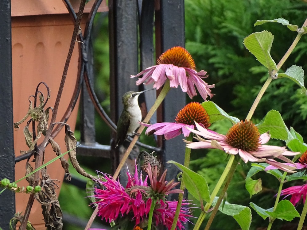 a hummingbird perched on a flower in a garden