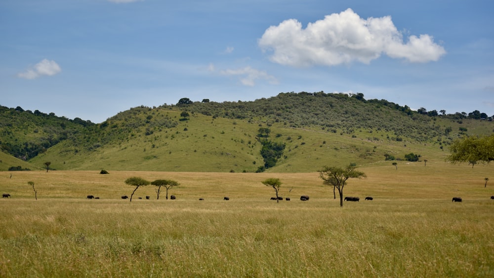 a herd of cattle grazing on a lush green hillside