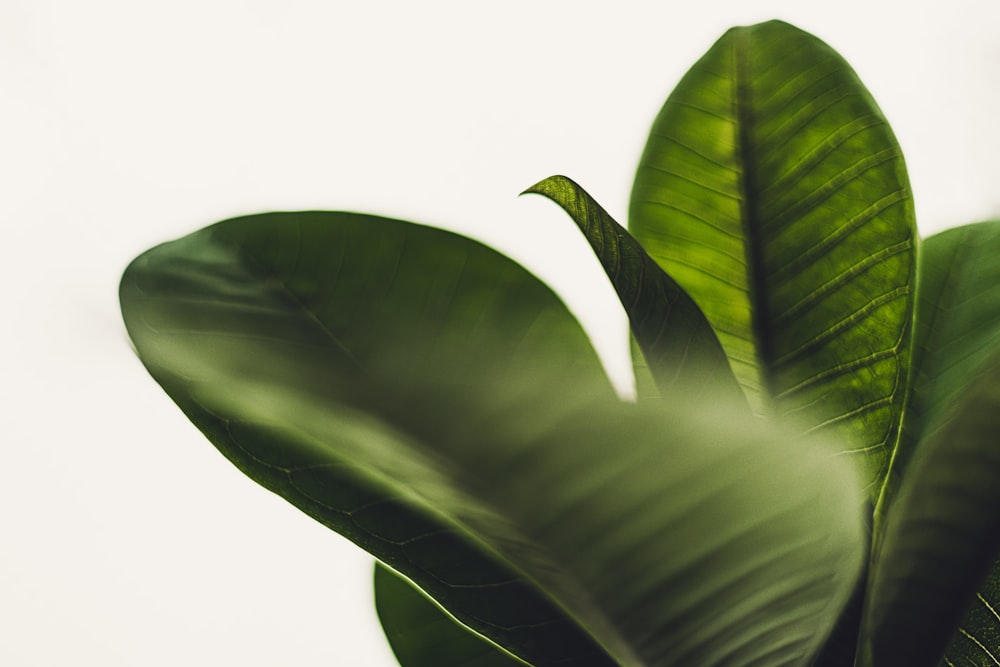 a close up of a green leaf on a plant