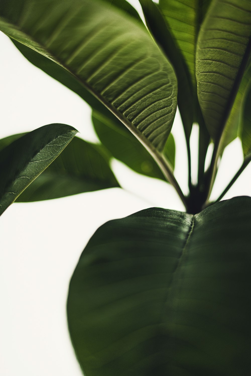 a green plant with large leaves on a white background