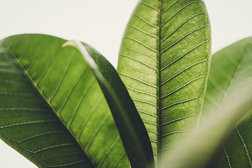 a close up of a green leaf on a plant