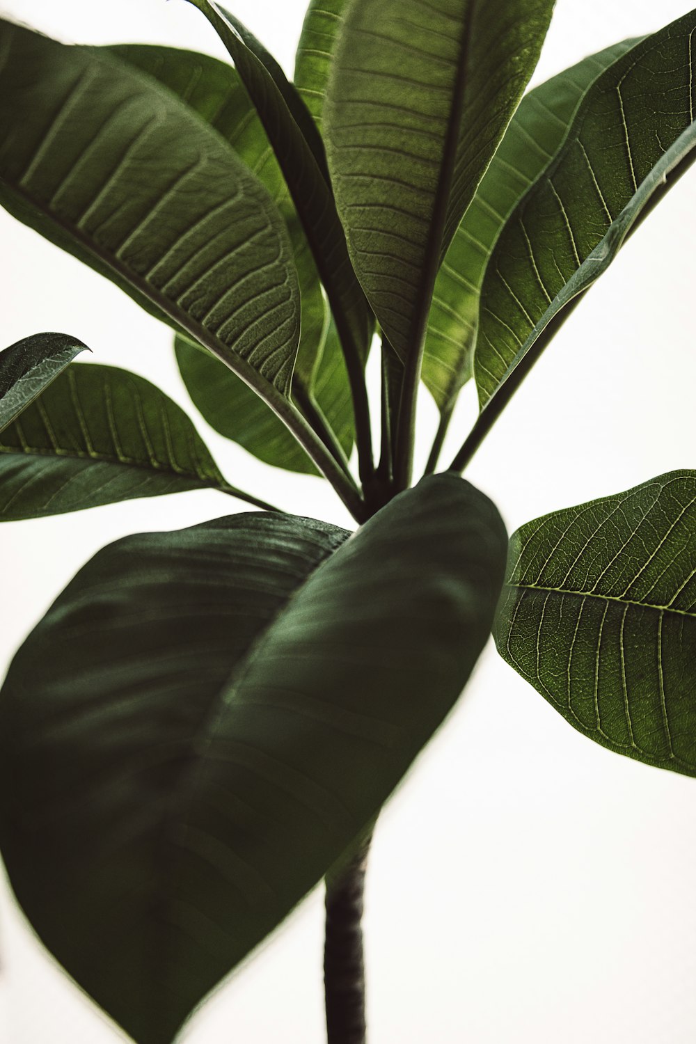 a close up of a plant with green leaves