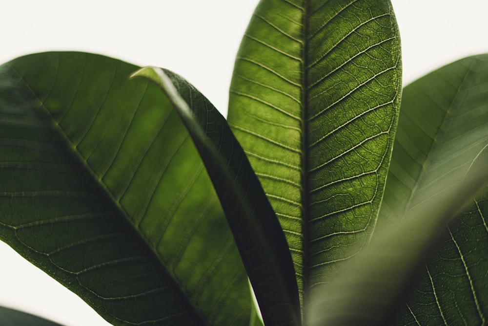 a close up of a green leaf on a plant