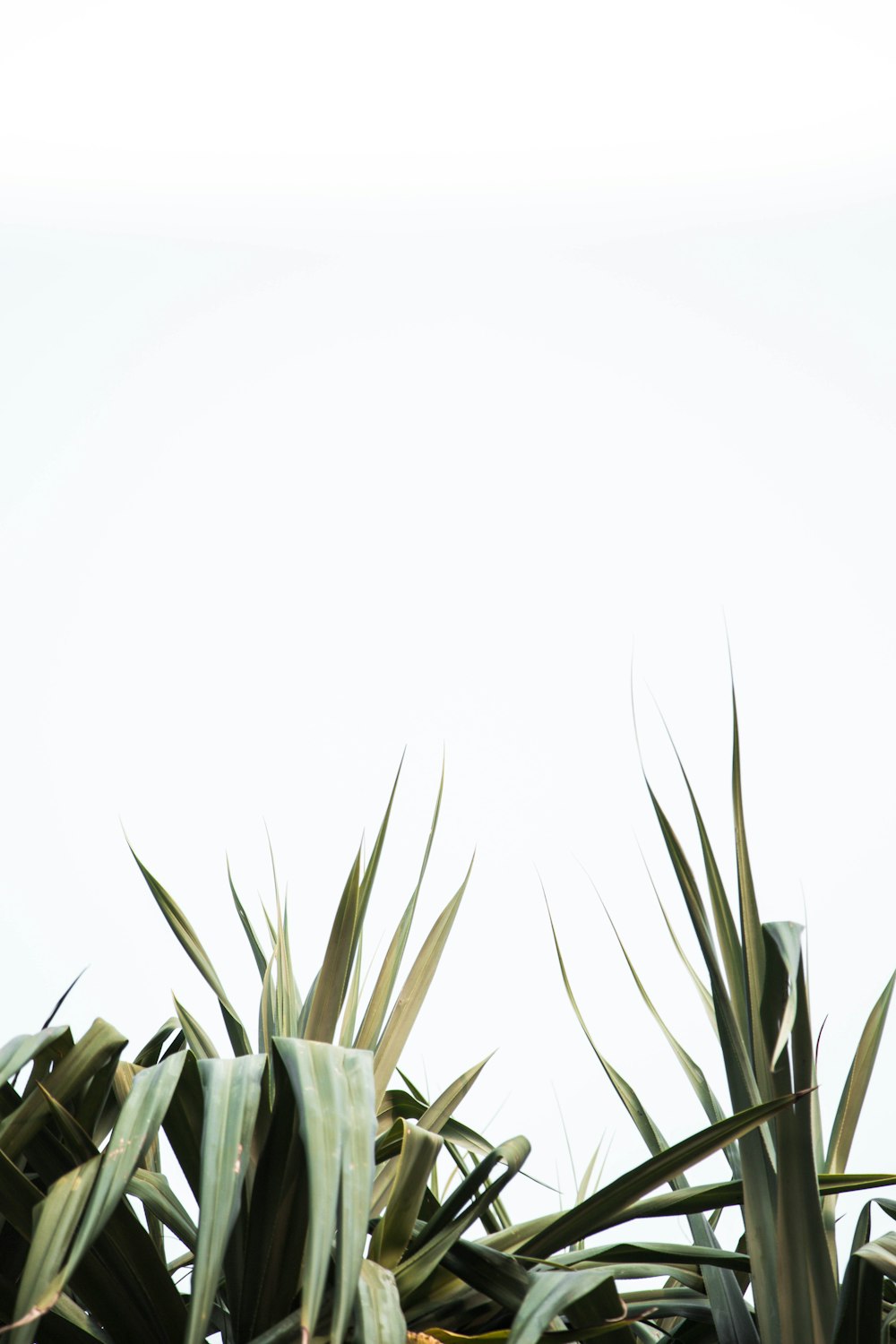 a bird perched on top of a palm tree