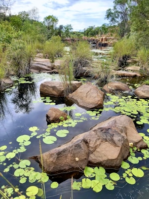 a pond filled with lots of water lilies