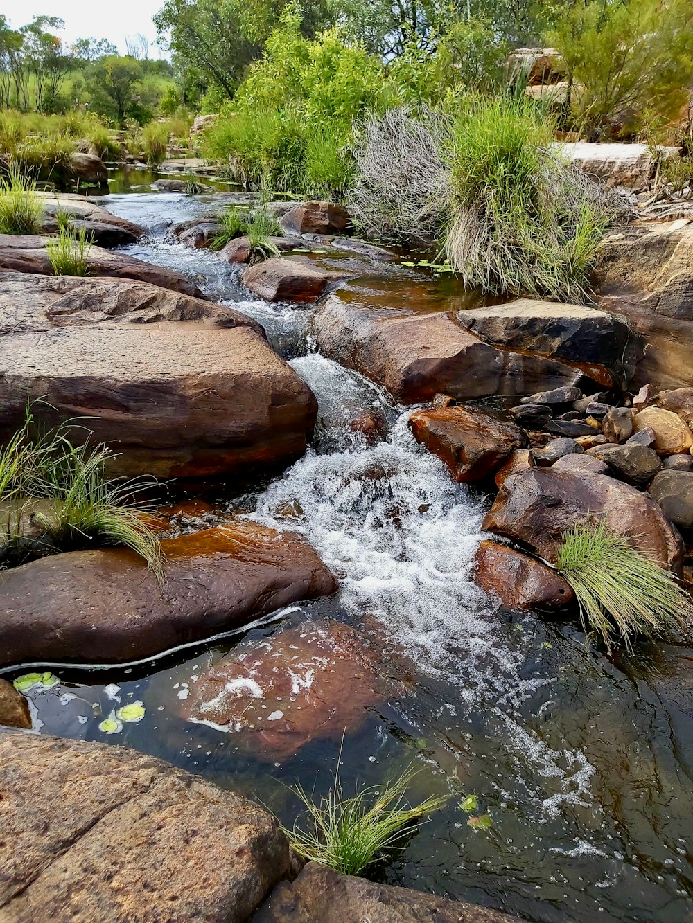 Un ruscello d'acqua che scorre attraverso una lussureggiante foresta verde