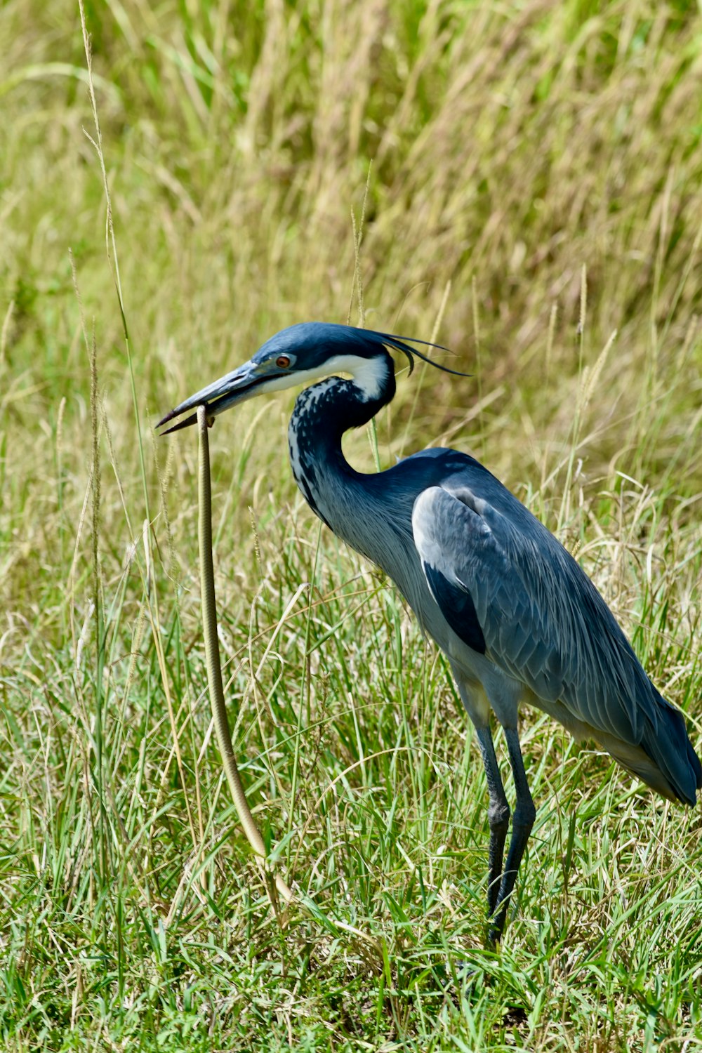 a bird with a long beak standing in the grass