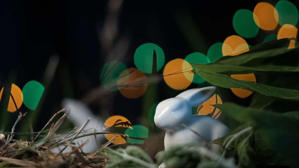 a close up of a group of mushrooms in the grass
