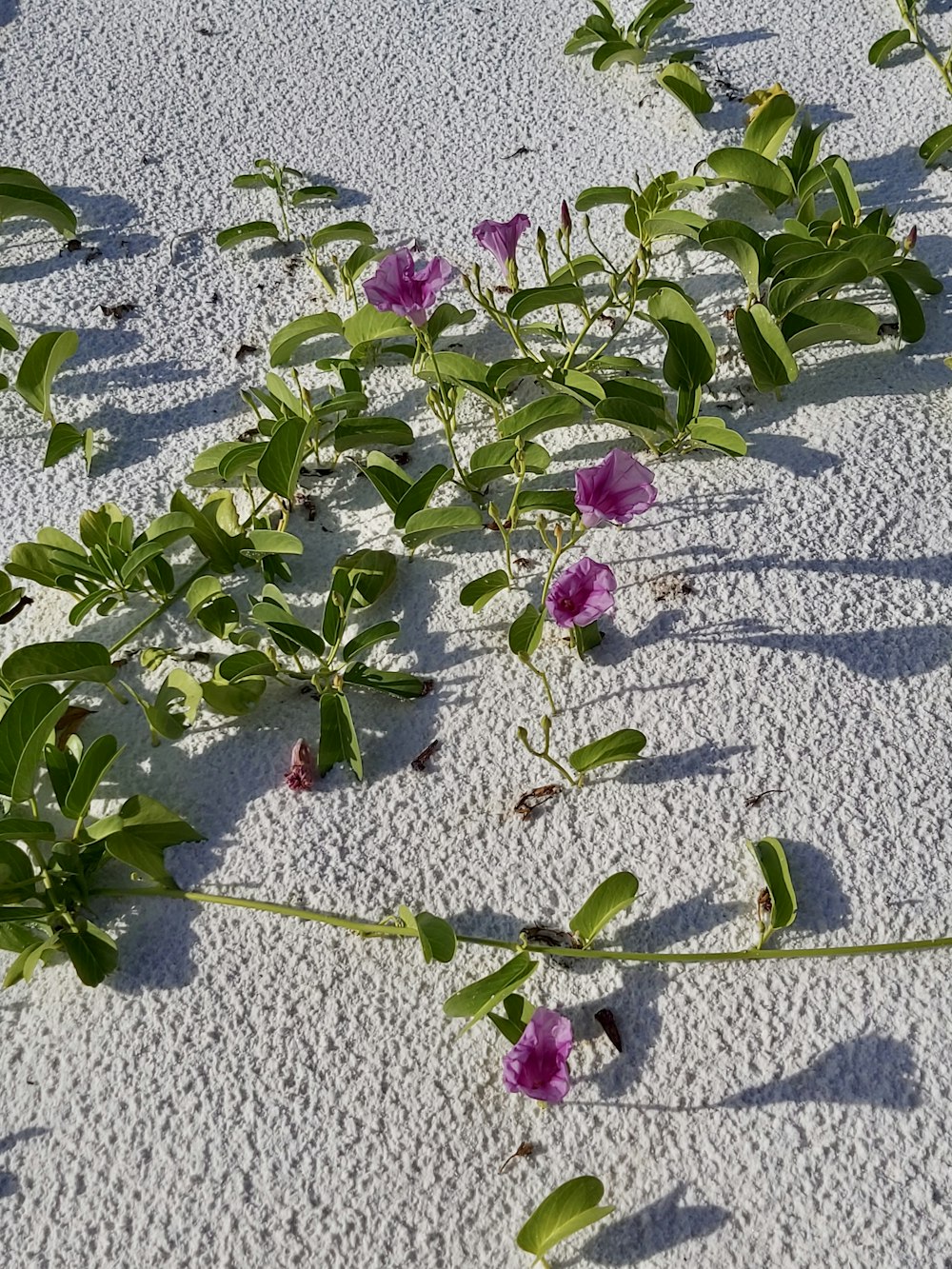 um ramo de flores que estão crescendo na areia