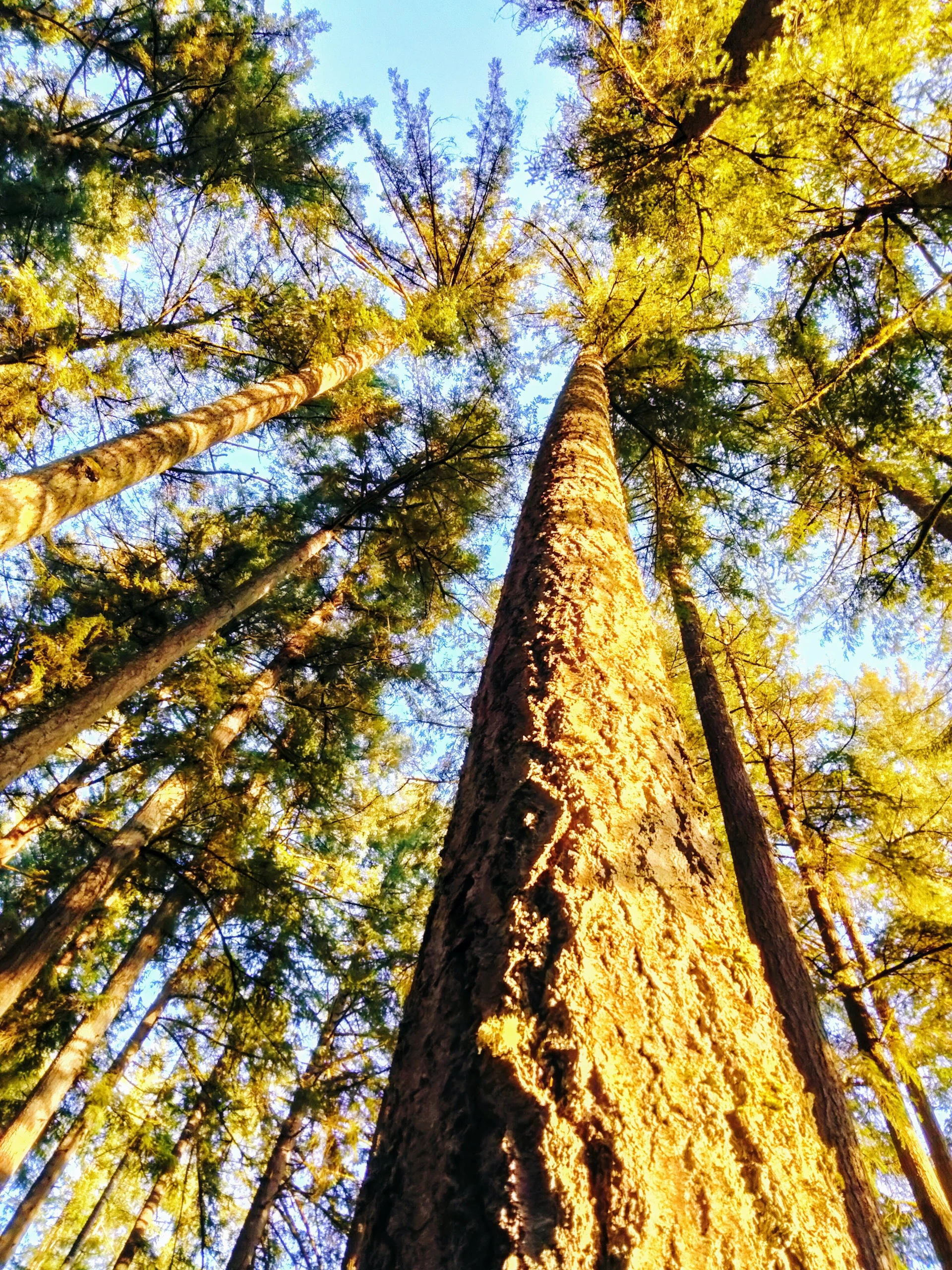 a tall tree standing in the middle of a forest