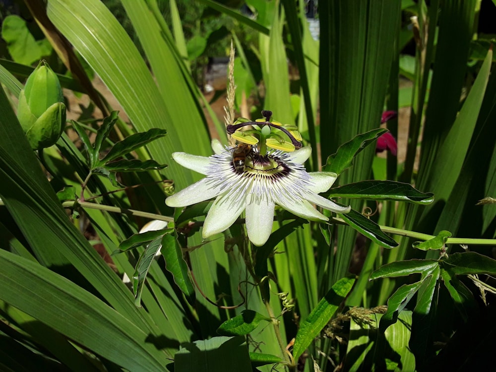 un'ape seduta su un fiore in un campo