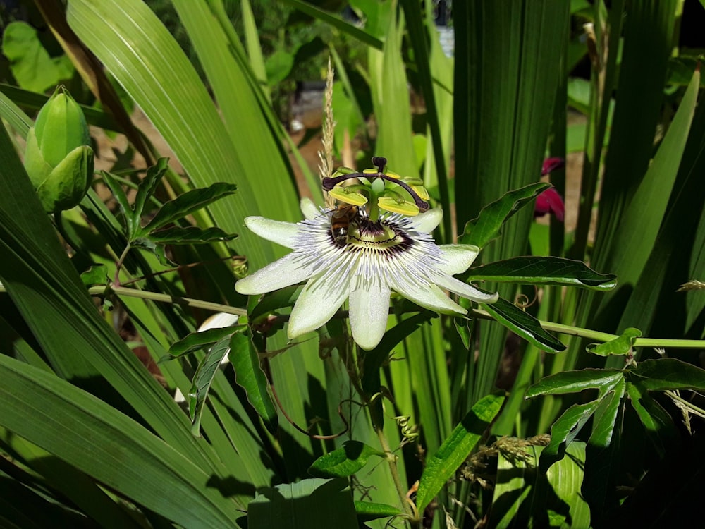 a bee sitting on a flower in a field