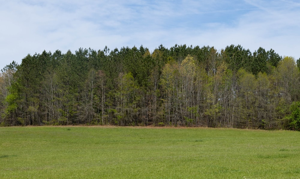 a large field with trees in the background