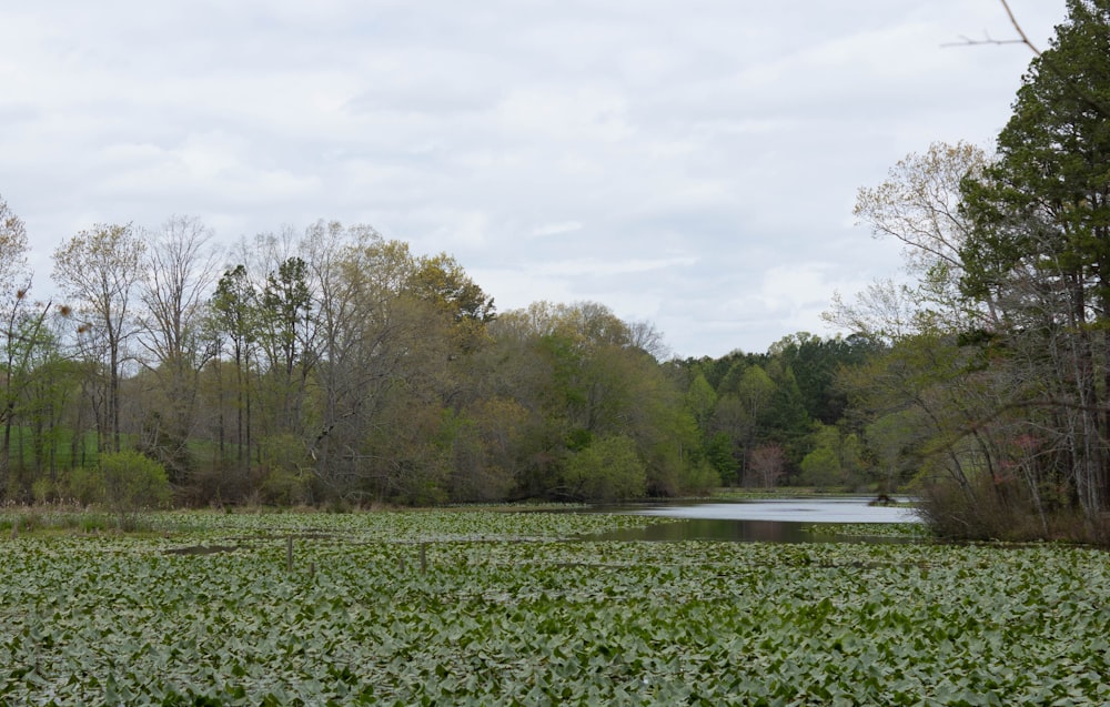 Un grande campo di piante verdi vicino a un fiume