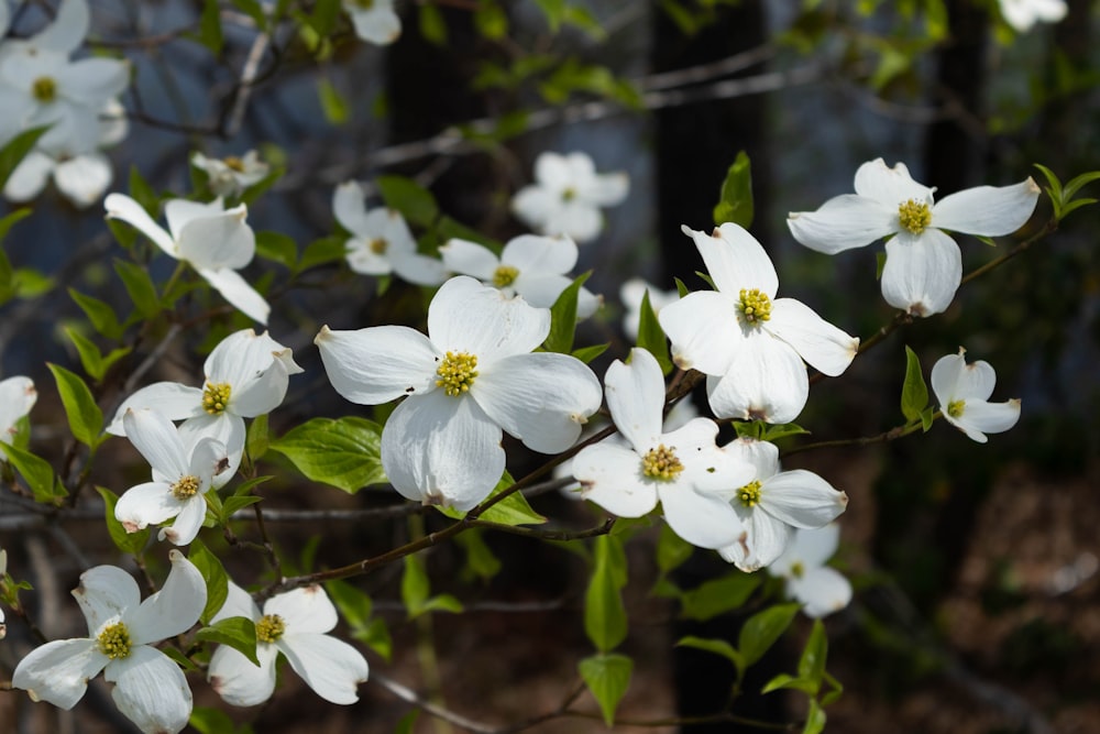 나무에있는 흰 꽃 한 무리