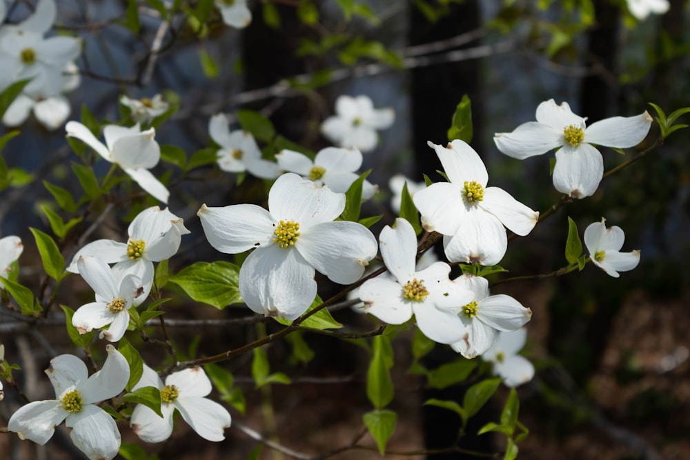 ein Strauß weißer Blumen, die auf einem Baum sind