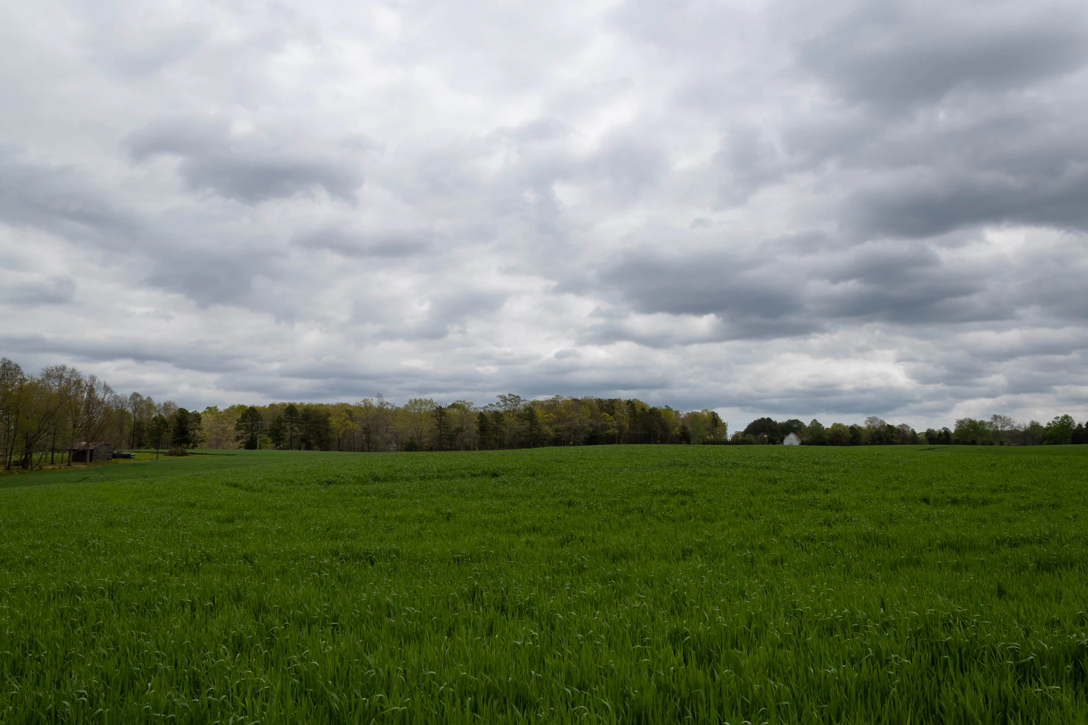 Open green field bordered by a line of hardwood trees under a cloudy sky