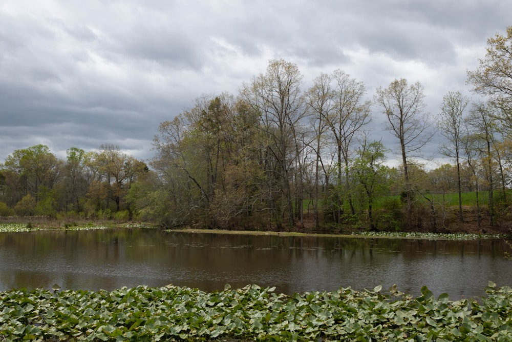 a body of water surrounded by lots of trees