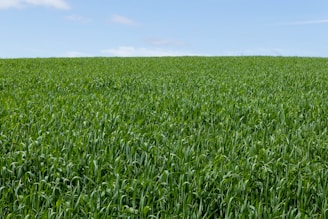 A green field of lush turf grass under a clear blue sky.