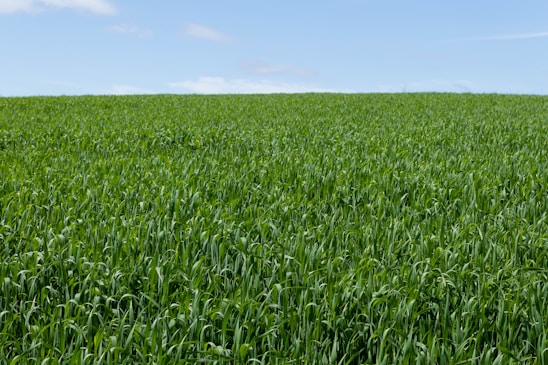 A green field of lush turf grass under a clear blue sky.