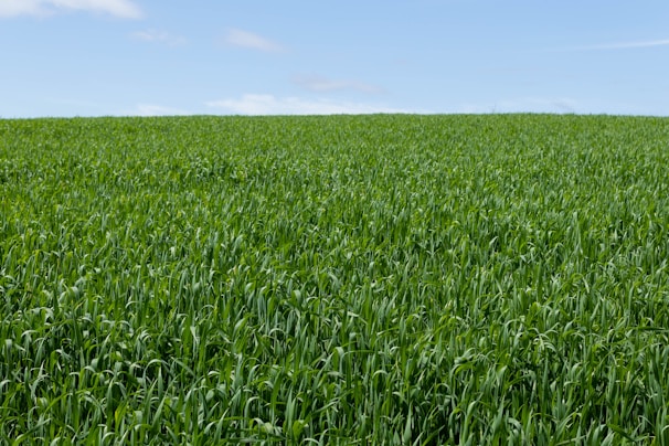 A metal detectorist scanning a lush green field under a clear sky.