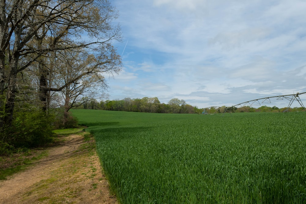 a field of green grass with a dirt path leading to it