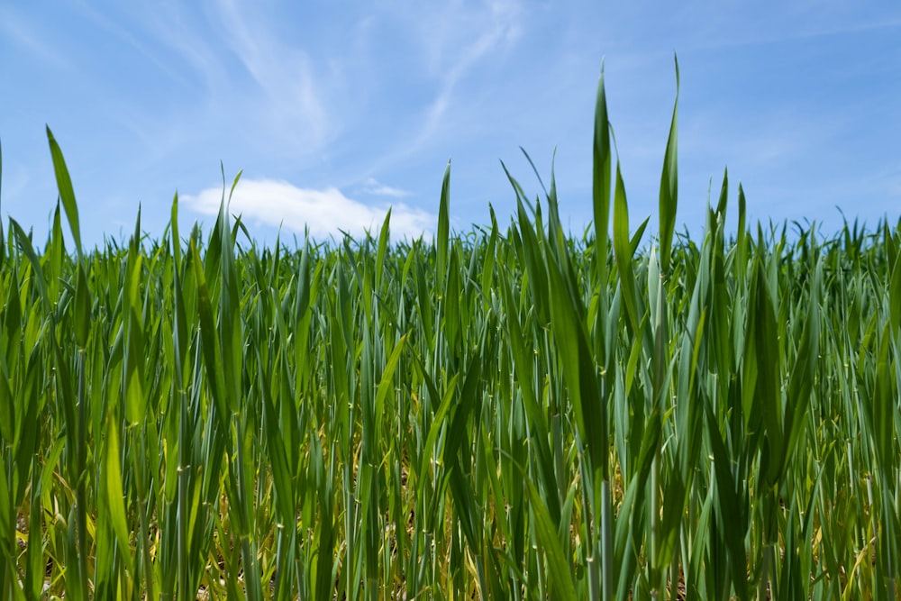 a field of tall green grass under a blue sky