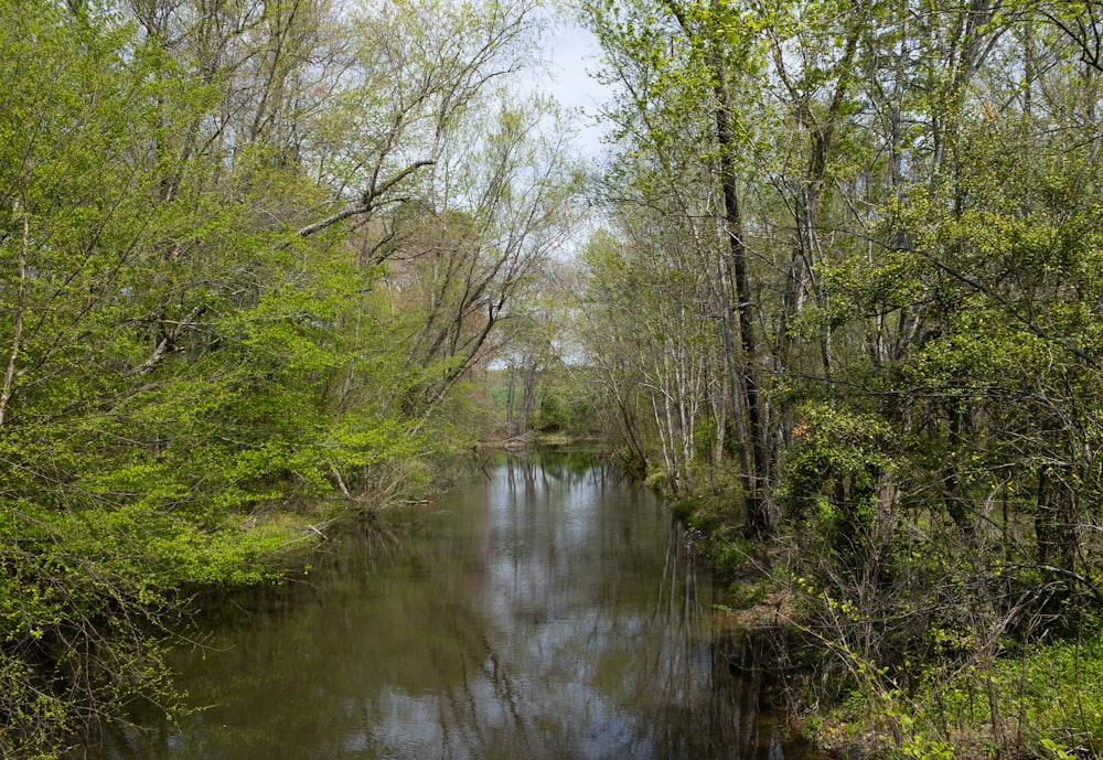 a river running through a lush green forest