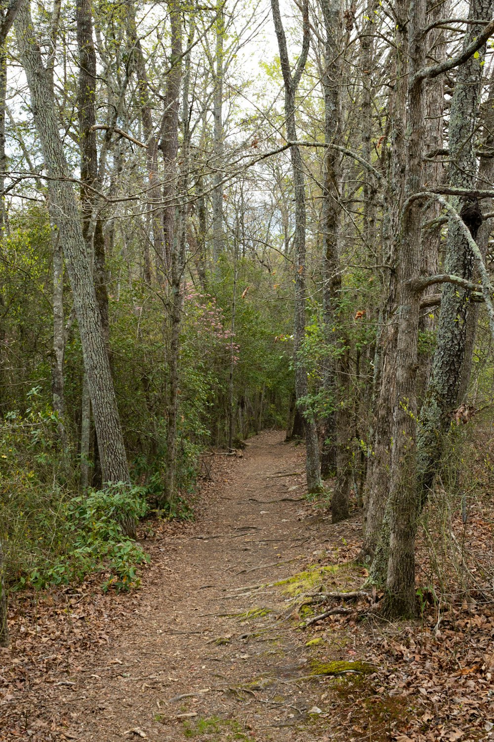 a trail in the woods with lots of trees