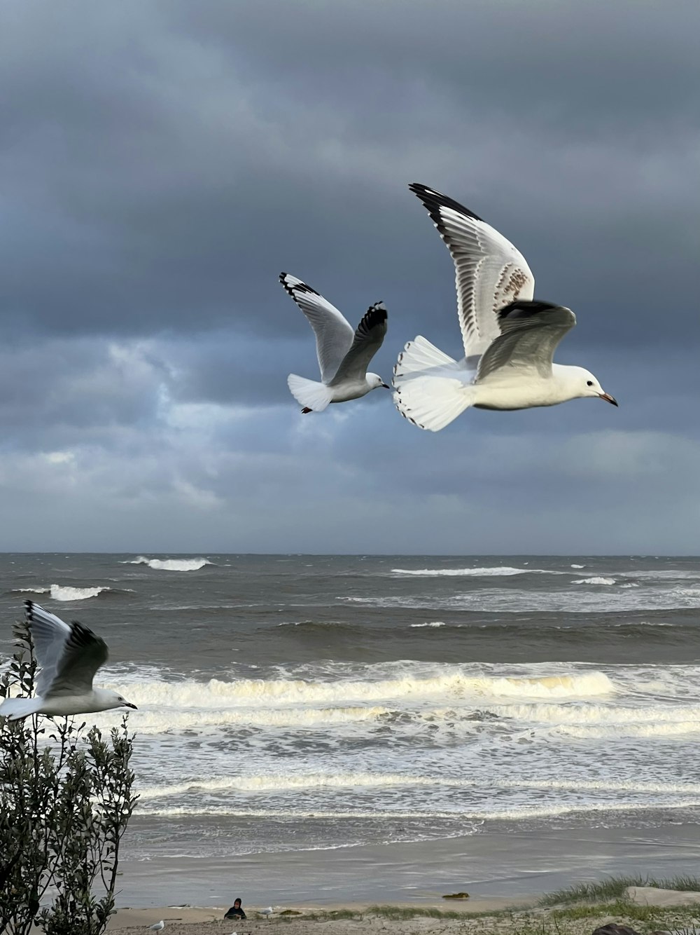 a couple of birds flying over a beach next to the ocean