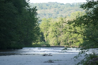 A tranquil nature scene with a flowing river and lush greenery.