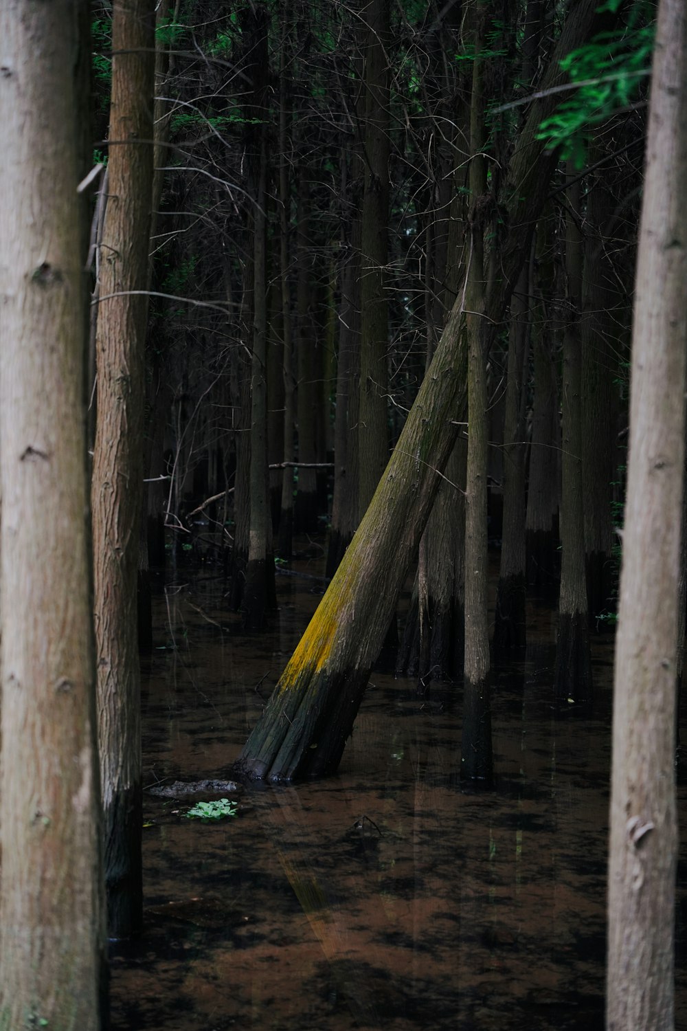 a group of trees that are in the water