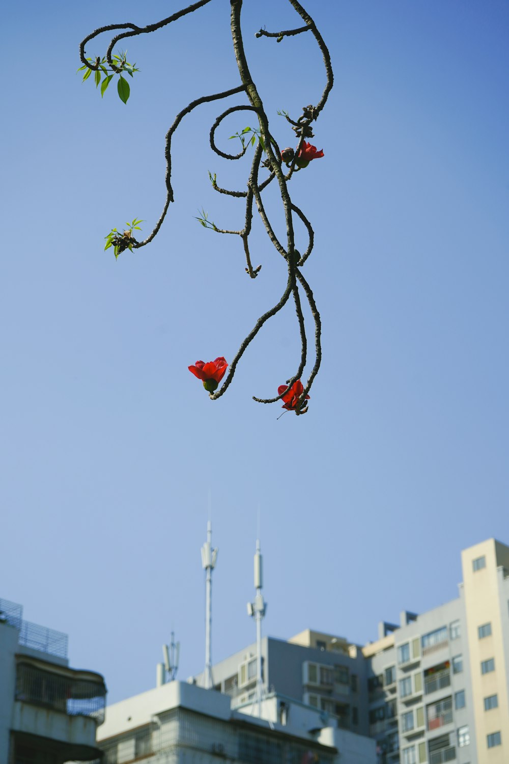 a tree branch with two red birds perched on it