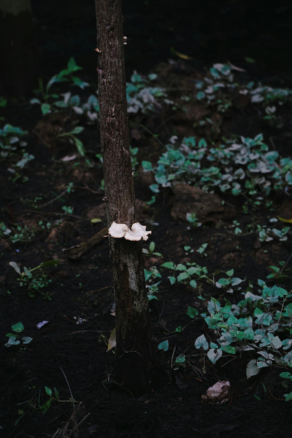 a mushroom growing on a tree in the woods